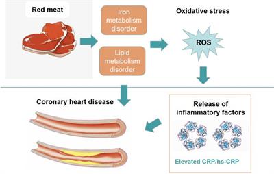 Red meat consumption and risk for dyslipidaemia and inflammation: A systematic review and meta-analysis